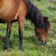 cebraduras marca primitiva caballo